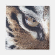 Oeil d'un tigre aimant pour réfrigérateur