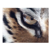 Oeil d'un tigre cartes postales
