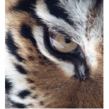 Oeil d'un tigre découpage en acrylique