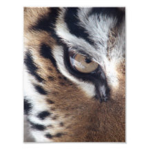 Oeil d'un tigre impression photo