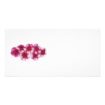 Oeillet magenta photocartes personnalisées