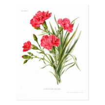Oeillet 'Queen Cartes Postales