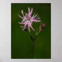 Oeillet rose posters