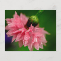 Oeillet rose prospectus