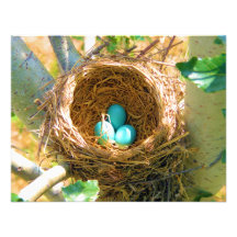 Oeufs de Robin dans un nid d'arbre de jardin Bristol