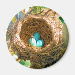 Oeufs de Robin dans un nid d'arbre de jardin Aimants Pour Réfrigérateur