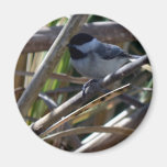 Oh mon petit Chickadee Aimant