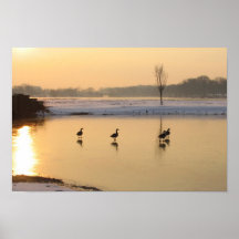 oies sur la glace affiche