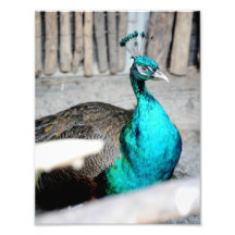 Oiseau bleu art photographique