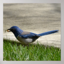 Oiseau bleu au printemps posters