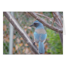 Oiseau bleu cartes de vœux