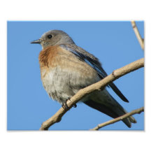 Oiseau bleu occidental  tirage photo