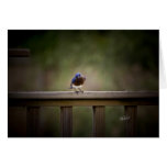 Oiseau bleu oriental vérifiant le conducteur au pr carte de vœux
