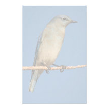 oiseau bleu papiers à lettres