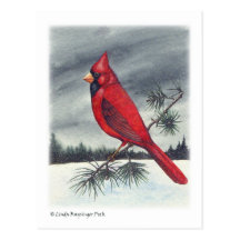 Oiseau cardinal du nord cartes postales