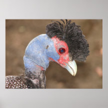 Oiseau coloré poster
