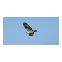 Oiseau de proie San Blas Mexique Photocarte Customisée