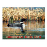 Oiseau d'état du Minnesota - dingue commun Carte Postale