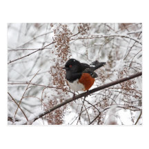 Oiseau d'hiver dans la neige cartes postales