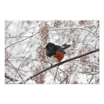 Oiseau d'hiver dans la neige photos d’art