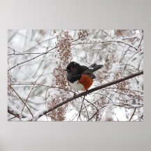 Oiseau d'hiver dans la neige poster