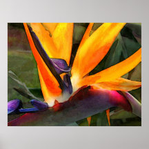 Oiseau du paradis abstrait poster