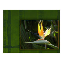 Oiseau du paradis cartes postales
