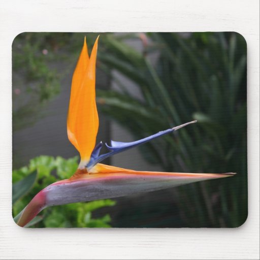 Oiseau du paradis Mousepad Tapis De Souris