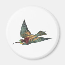 Oiseau européen d'Abeille-mangeur Magnets