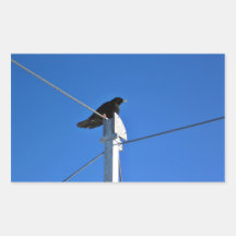 Oiseau noir sur un courrier adhésifs