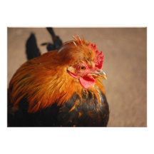 OISEAU PHOT d'ANIMAL de FERME du COQ Red-male-chic Bristol Personnalisé
