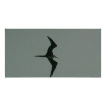 oiseau solo cartes de vœux avec photo