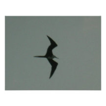 oiseau solo invitation