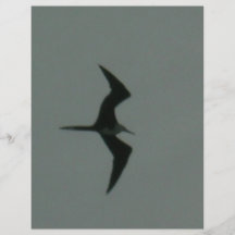 oiseau solo tract personnalisé