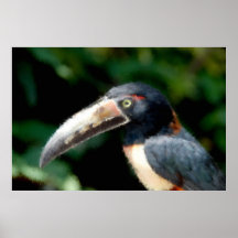 Oiseau tropical posters