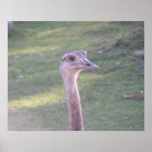 Oiseaux 012 20"" affiche x16