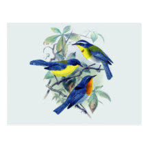 Oiseaux chanteurs floraux vintages habillement et  cartes postales