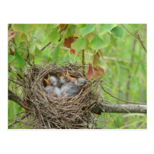 Oiseaux de bébé carte postale