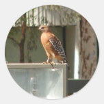 Oiseaux de faucons autocollant