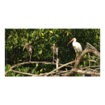 Oiseaux d'IBIS en San Blas Mexique Cartes Avec Photo