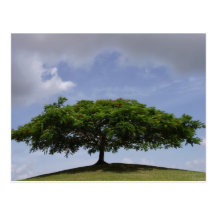 ombre carte postale