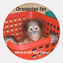 Orang-outan Alfred de bébé Autocollant Rond