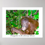 Orang-outan dans l'habitat de forêt tropicale posters