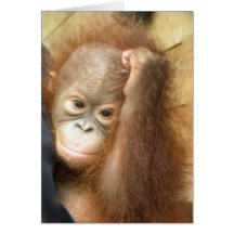Orang-outan de baie de faune (version 2) cartes de vœux