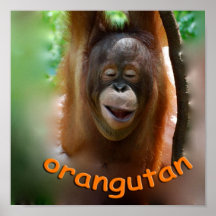 Orang-outan heureux affiche