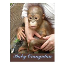 Orang-outan orphelin de bébé carte postale