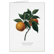Orange amère cartes de vœux