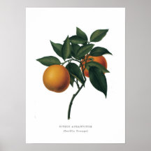 Orange amère posters