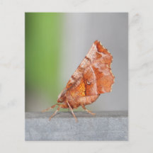 Orange et mite de Brown Prospectus