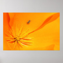 orange affiches